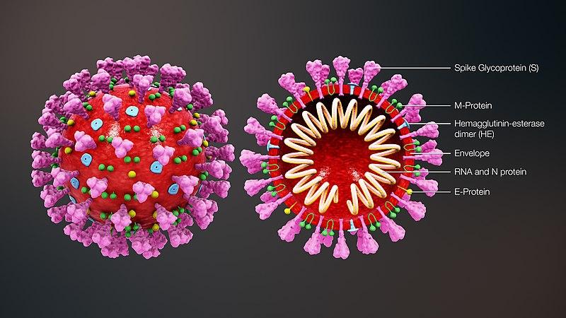 外泌体在病毒感染过程中发挥着非常重要的作用 外泌体在病毒感染过程中发挥着非常重要的作用