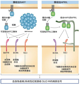 自身免疫病/系统性红斑狼疮中的病原信号