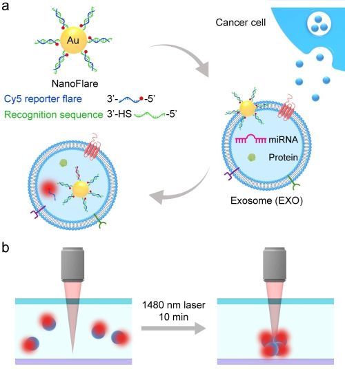 肿瘤外泌体micro<font color='red'>RNA</font>高灵敏检测方面取得进展