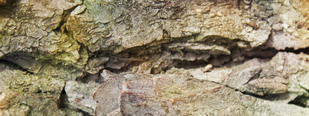 右旋赛木香醇 NORLIMBANOL®