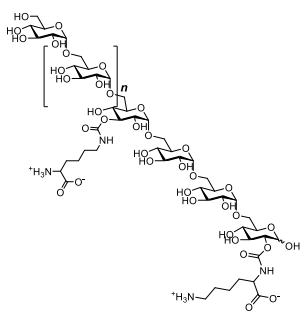 赖氨酸标记葡聚糖的结构表征 赖氨酸标记葡聚糖的结构表征