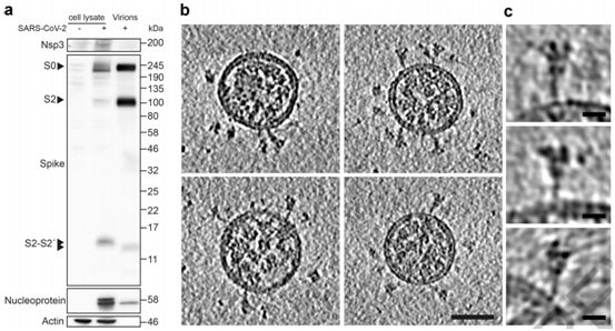 Nature全文编译！揭示新冠病毒刺突蛋白在完整病毒颗粒上的结构和分布