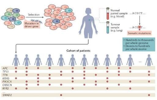 重磅！科学家完成对66种癌症类型中2.8万份<font color='red'>肿瘤</font>样本的基因组分析 识别出568个癌症驱动基因！