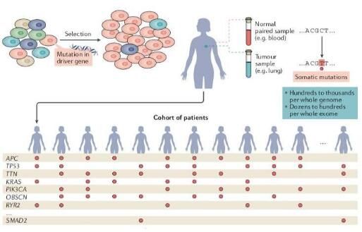 重磅！科学家完成对66种<font color='red'>癌症</font>类型中2.8万份肿瘤样本的基因组分析 识别出568个<font color='red'>癌症</font>驱动基因！