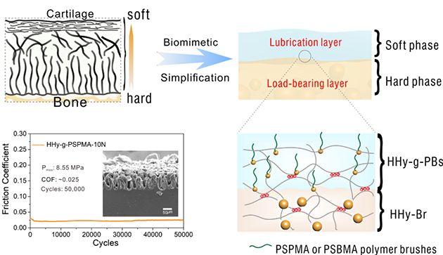 研究人员研发出仿生层状关节<font color='red'>软骨</font>润滑材料