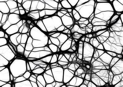 Cell Rep：研究揭示神经元功能维持的关键