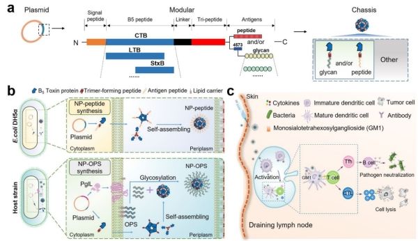 生物全合成的自组装纳米疫苗研究取得进展