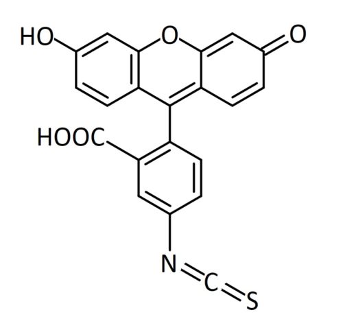 FITC异构体1的结构式