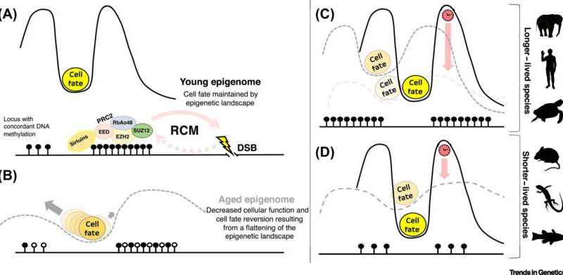 Trends Genetics: 研究揭示<font color='red'>衰老</font>的秘密