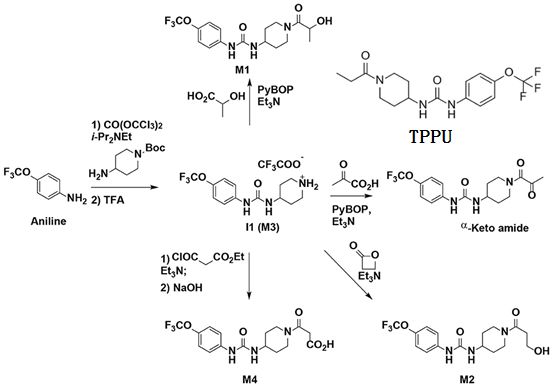 Science子刊：环氧水解酶抑制剂可降低神经炎症，有望治疗<font color='red'>阿尔茨海默病</font>