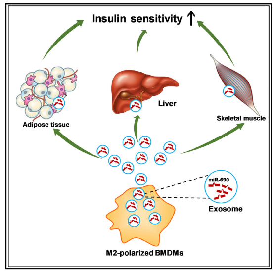 有望造福糖尿病患者！Cell子刊：一种miRNA可改善肥胖小鼠的胰岛素敏感性