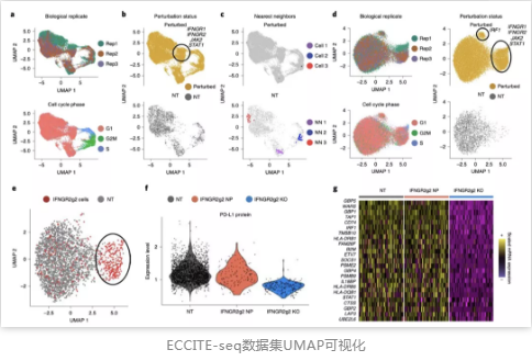 ECCITE-seq数据集UMAP可视化