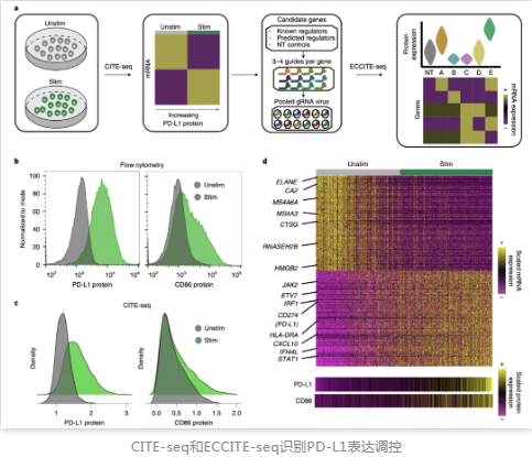 CITE-seq和ECCITE-seq识别PD-L1表达调控