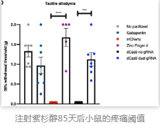 注射紫杉醇85天后小鼠的疼痛阈值