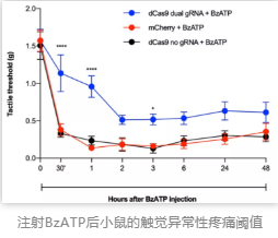 注射BzATP后小鼠的触觉异常性疼痛阈值