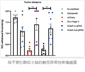 给予紫杉醇后小鼠的触觉异常性疼痛阈值