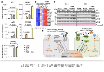 ETI信号可上调PTI通路关键基因的表达