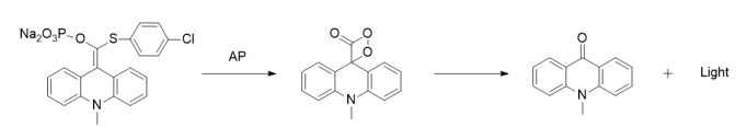 R-藻红蛋白标记链霉亲和素（PE-SA）荧光图谱