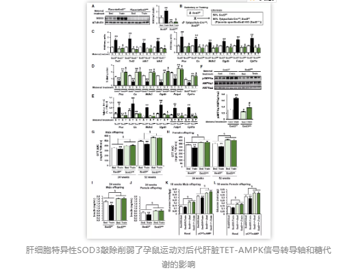 肝细胞特异性SOD3敲除削弱了孕鼠运动对后代肝脏TET-AMPK信号转导轴和糖代谢的影响 肝细胞特异性SOD3敲除削弱了孕鼠运动对后代肝脏TET-AMPK信号转导轴和糖代谢的影响
