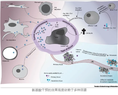 氨基酸干预的效果高度依赖于多种因素