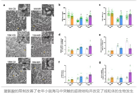 蛋氨酸的限制改善了老年小鼠海马中突触的超微结构并改变了线粒体的生物发生