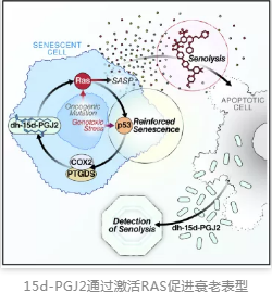 15d-PGJ2通过激活RAS促进衰老表型 15d-PGJ2通过激活RAS促进衰老表型