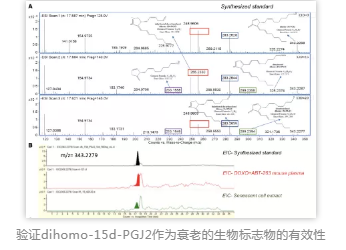 验证dihomo-15d-PGJ2作为衰老的生物标志物的有效性 验证dihomo-15d-PGJ2作为衰老的生物标志物的有效性