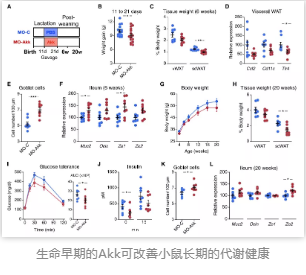 生命早期的Akk可改善小鼠长期的代谢健康
