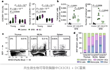 共生微生物可导致胸腺中CX3CR1 + DC富集