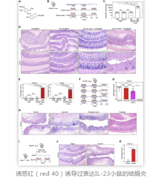 诱惑红（red 40）诱导过表达IL-23小鼠的结肠炎