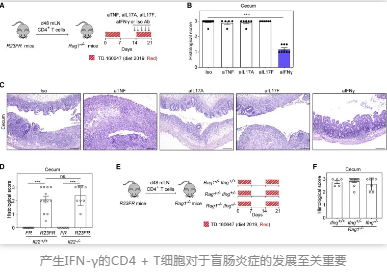 产生IFN-&gamma;的CD4 + T细胞对于盲肠炎症的发展至关重要