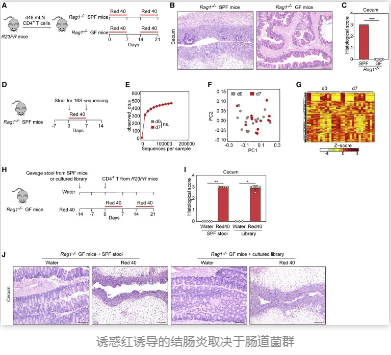 诱惑红诱导的结肠炎取决于肠道菌群