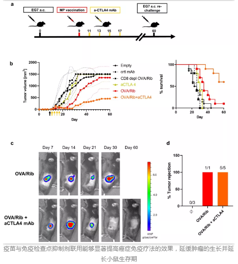 疫苗与免疫检查点抑制剂联用能够显著提高癌症免疫疗法的效果，延缓肿瘤的生长并延长小鼠生存期