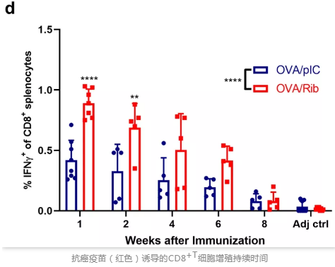 抗癌疫苗（红色）诱导的 CD8+T 细胞增殖持续时间