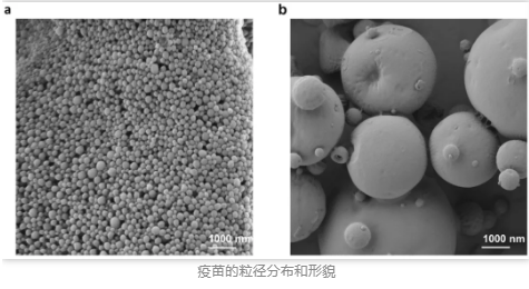 疫苗的粒径分布和形貌