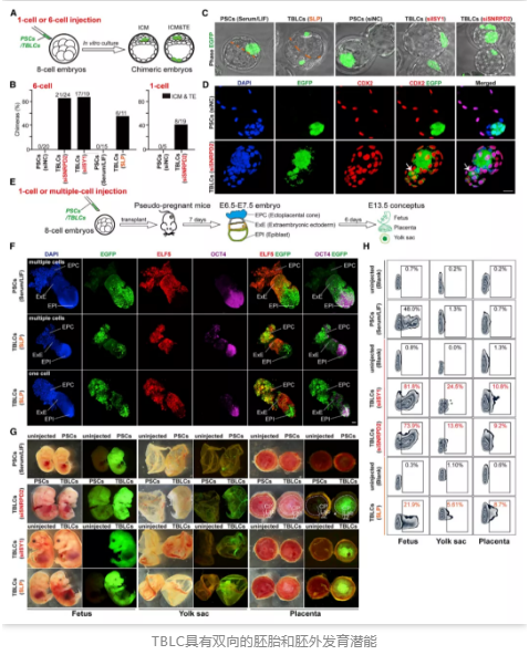 TBLC具有双向的胚胎和胚外发育潜能