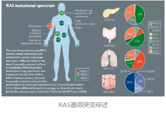 RAS基因突变综述