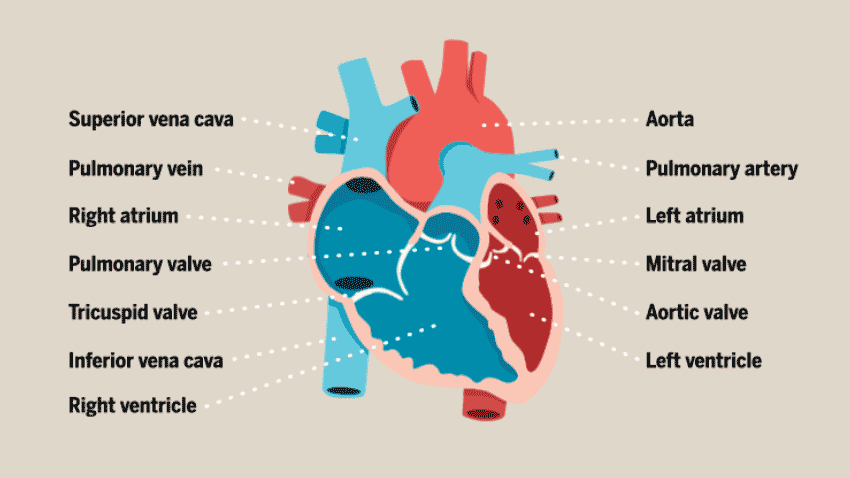 （来源：healthblog.uofmhealth.org）