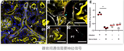 器官间通信需要神经信号