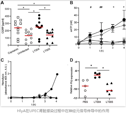 HlyA在UPEC肾脏感染过程中在神经元信号传导中的作用