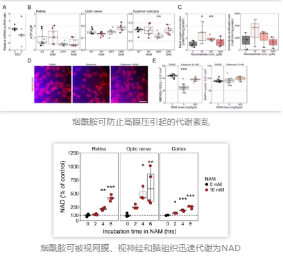 烟酰胺可被视网膜、视神经和脑组织迅速代谢为NAD