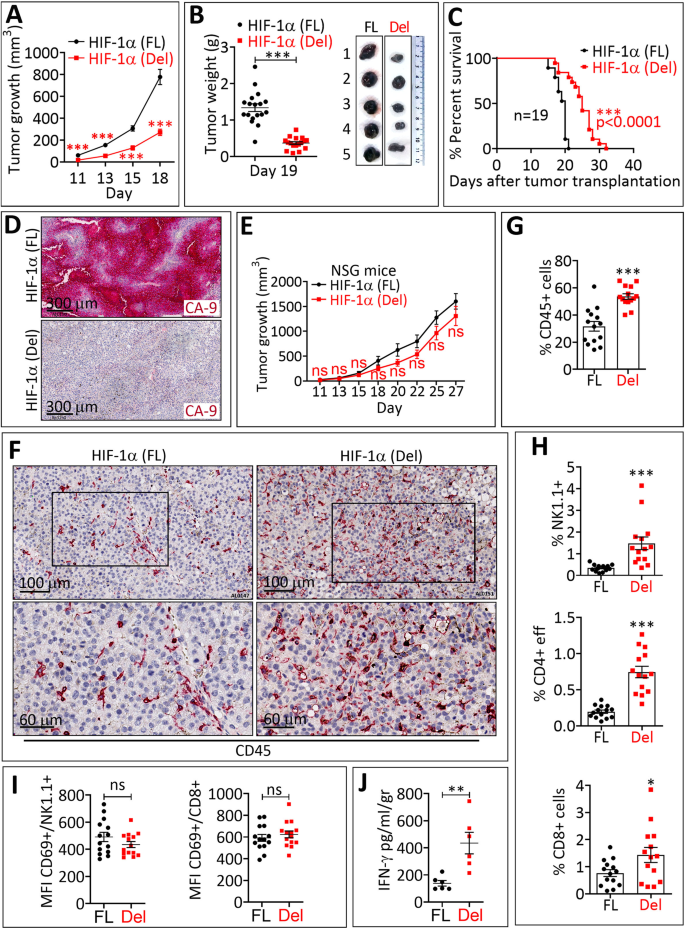 靶向 HIF-1α 的转录活性可抑制肿瘤生长