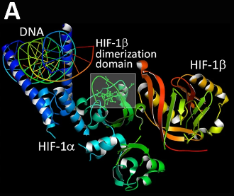 HIF-1&alpha;的晶体结构