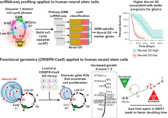 scRNA-seq 和功能基因组学应用于人类神经干细胞