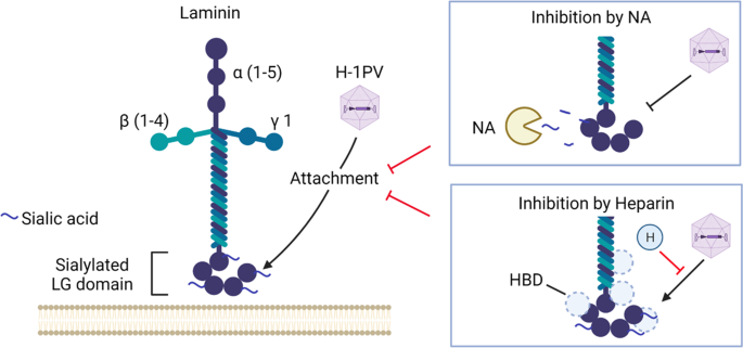 层粘连蛋白和 H-1PV 之间相互作用