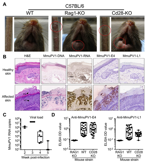 cd28缺陷小鼠易受MmuPV1皮肤感染