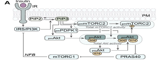 PI3K/AKT信号通路