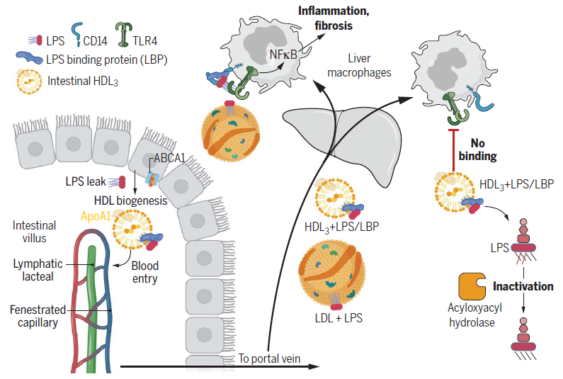 打破固有认知！Science揭秘肠道运行新机制：合成胆固醇中的&ldquo;好学生&rdquo;，或为肝脏疾病治疗带来新靶点