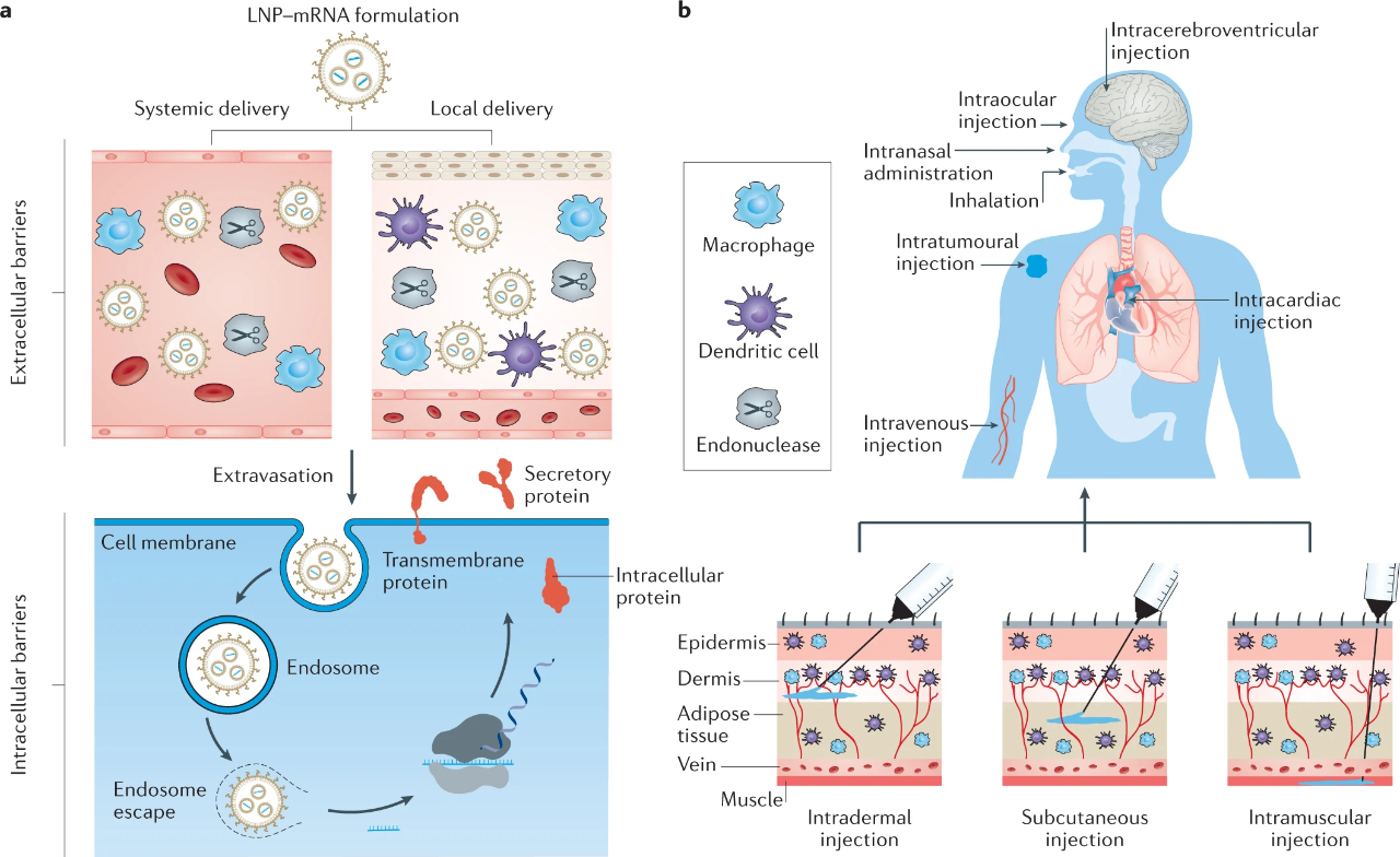 图 | mRNA 药物的脂质纳米颗粒递送途径（来源：Nature）