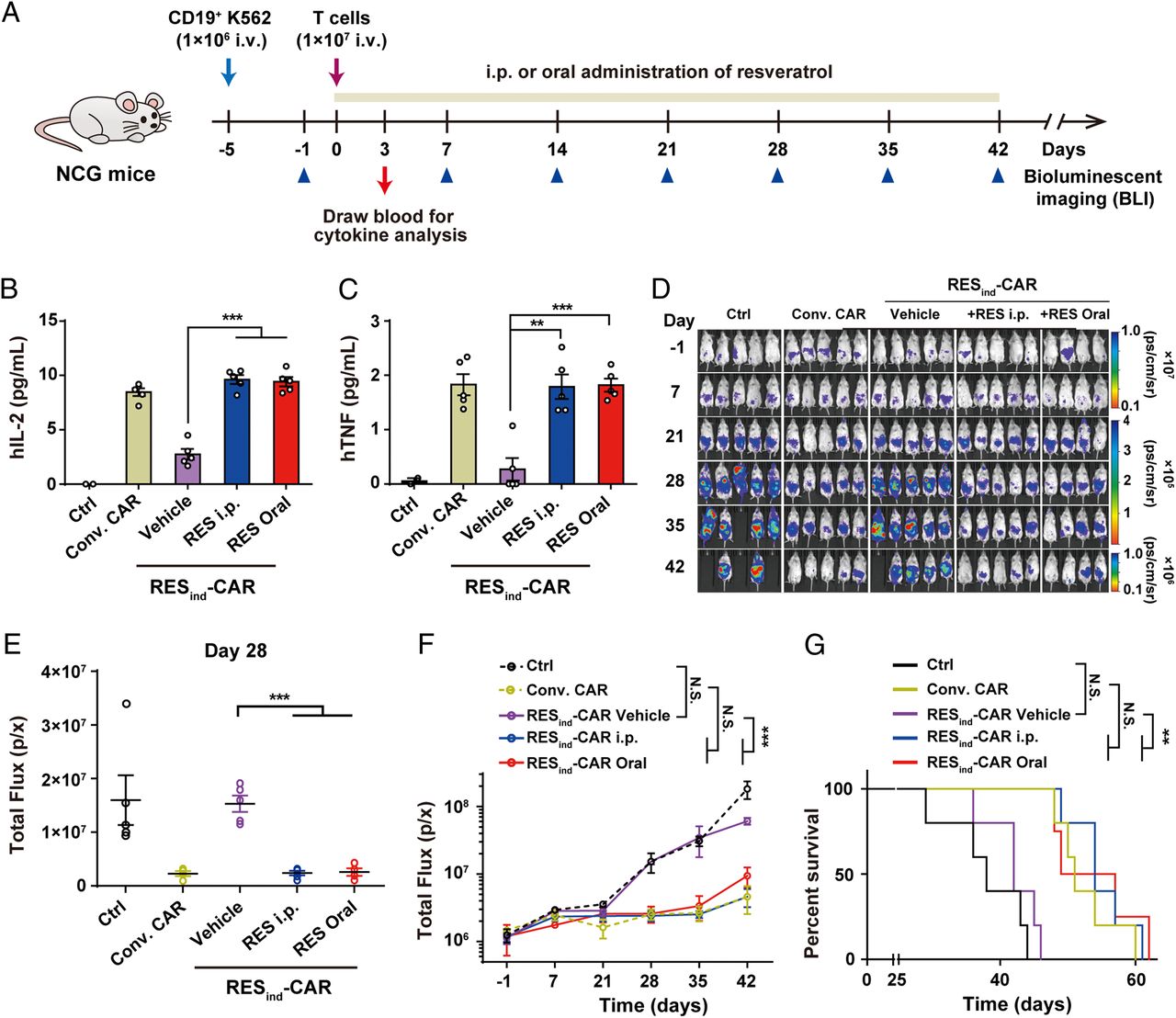RES ind -CAR T 细胞在 CD19 + K562 异种移植小鼠模型中的体内功效